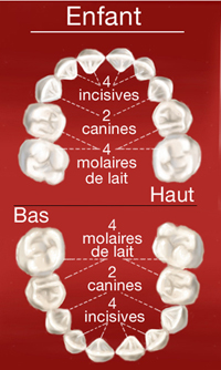 Schema dents de l'enfant