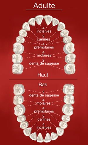 Schema dents de l'adulte